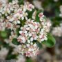Chokeberry – Low Scape – #3 Container
